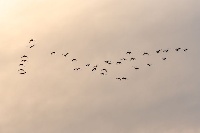 O que o voo sincronizado das aves pode ensinar sobre franquias?